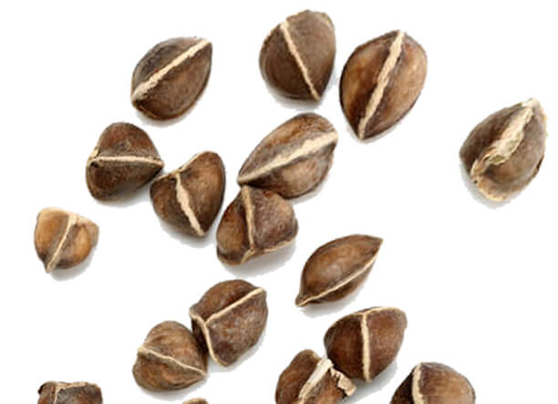 Moringa seed